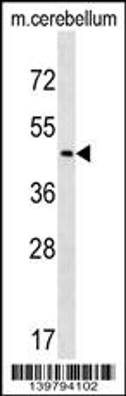 Western blot analysis in mouse cerebellum tissue lysates (35ug/lane) .