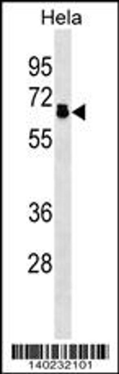 Western blot analysis in Hela cell line lysates (35ug/lane) .