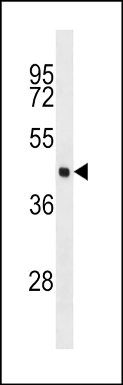 Western blot analysis in MCF-7 cell line lysates (35ug/lane) .