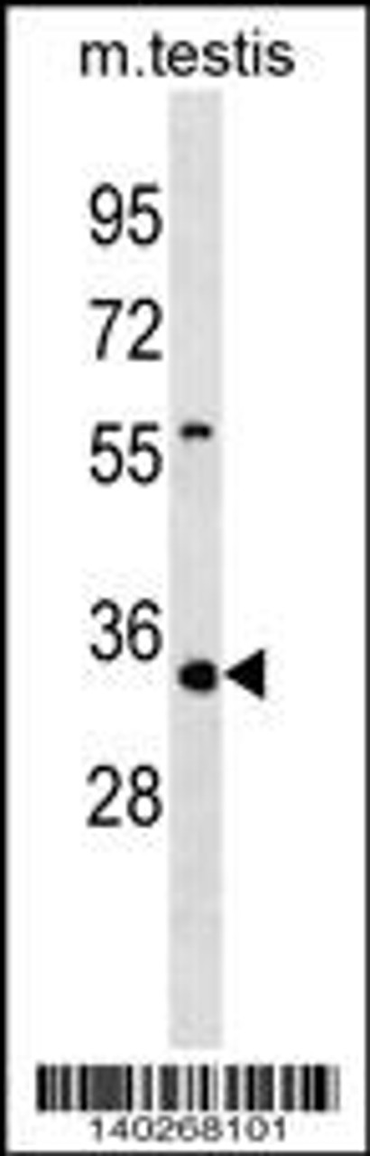 Western blot analysis in mouse testis tissue lysates (35ug/lane) .