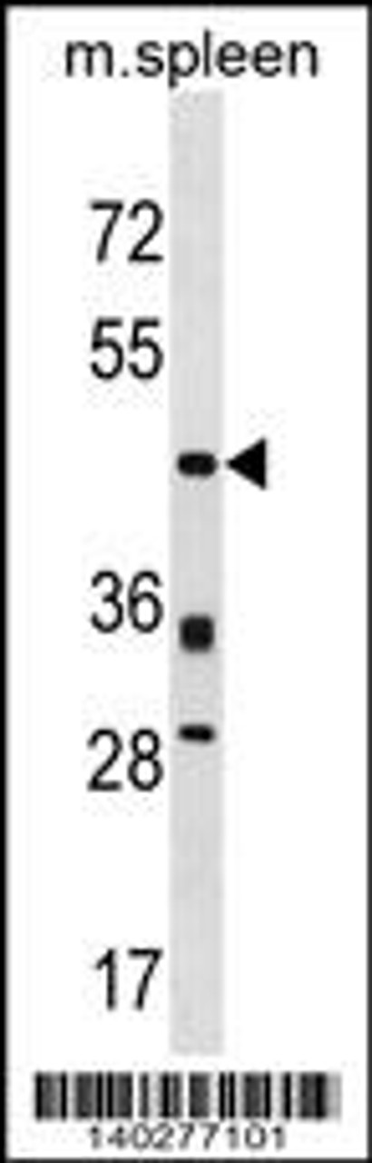 Western blot analysis in mouse spleen tissue lysates (35ug/lane) .