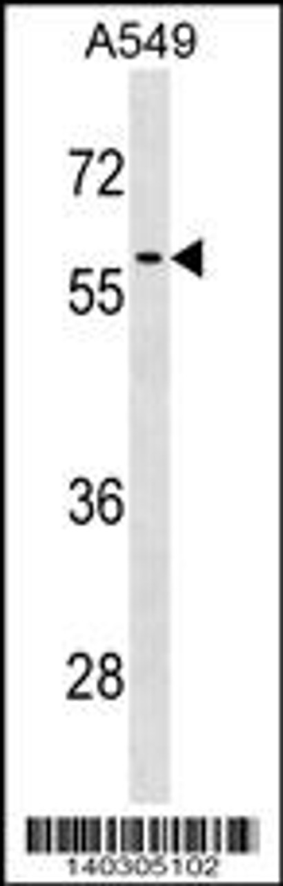 Western blot analysis in A549 cell line lysates (35ug/lane) .