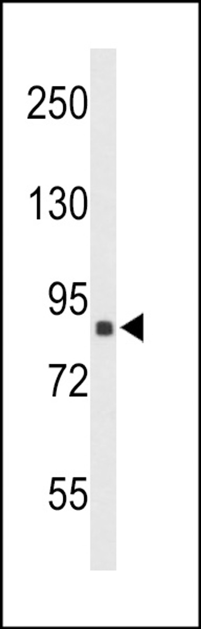 Western blot analysis of TNPO1 Antibody in 293 cell line lysates (35ug/lane)