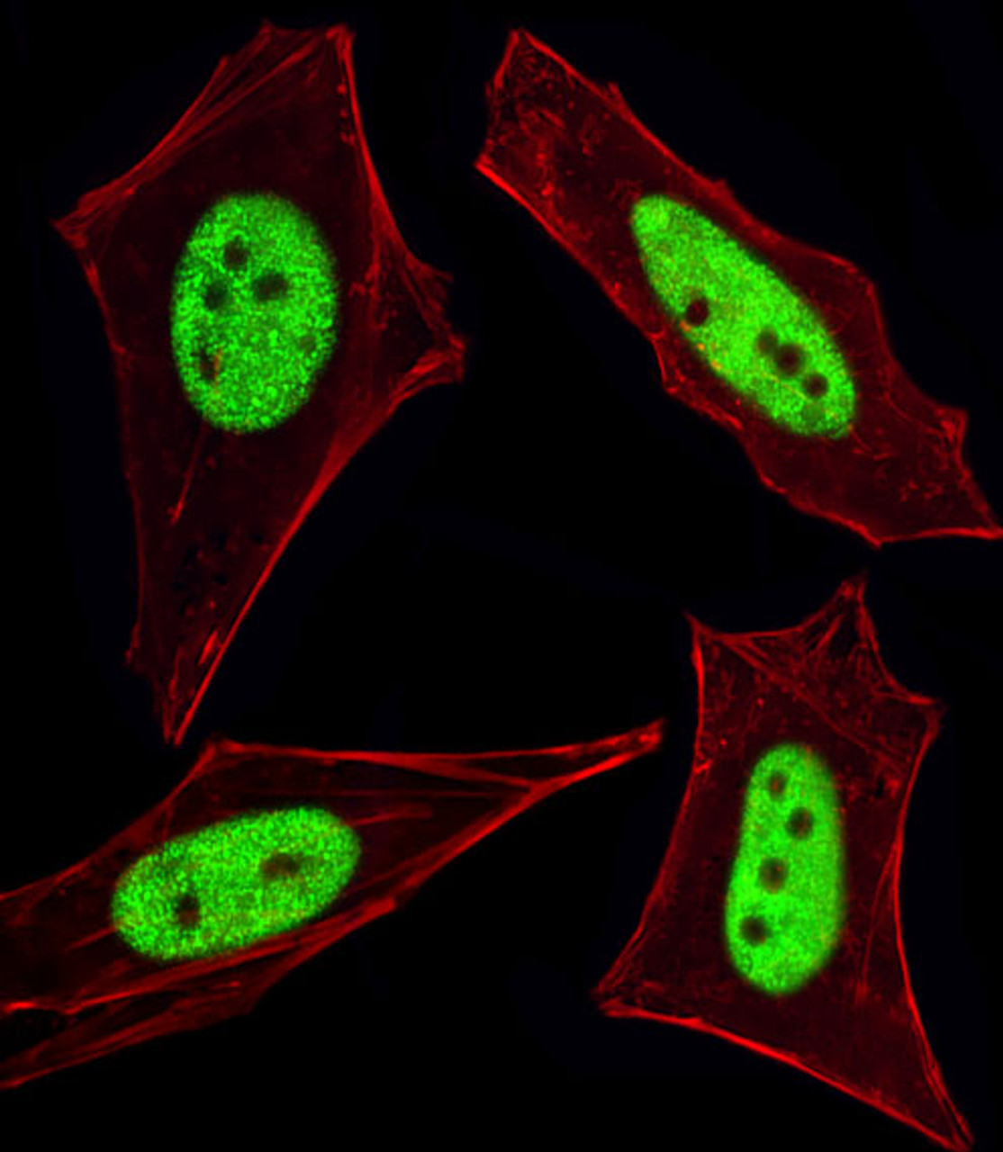 Fluorescent image of HeLa cells stained with Cellular Apoptosis Susceptibility Antibody . AP1935a was diluted at 1:100 dilution. An Alexa Fluor 488-conjugated goat anti-rabbit lgG at 1:400 dilution was used as the secondary antibody (green) . Cytoplasmic actin was counterstained with Alexa Fluor 555 conjugated with Phalloidin (red) .