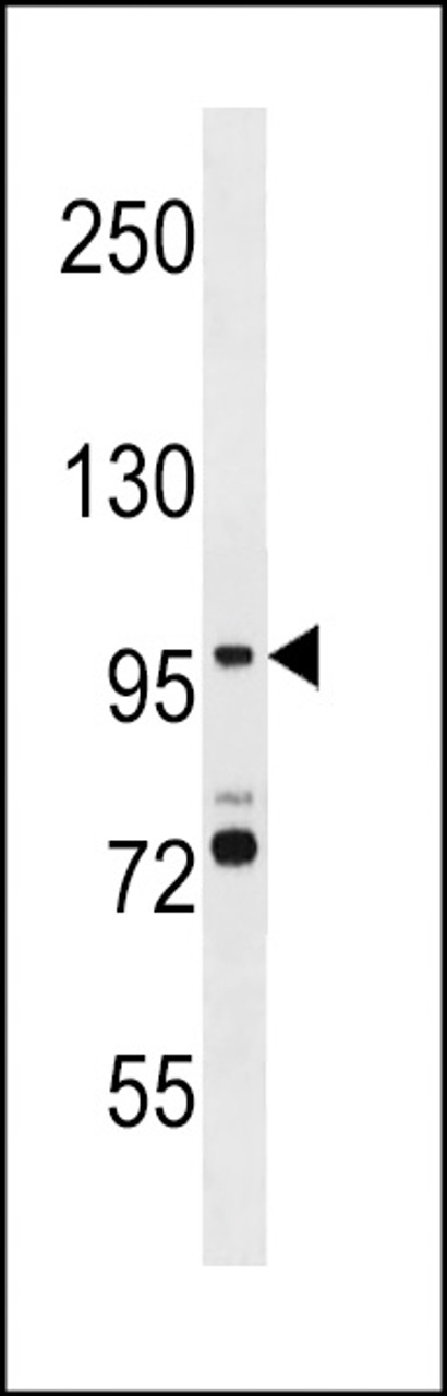 Western blot analysis in WiDr cell line lysates (35ug/lane) .