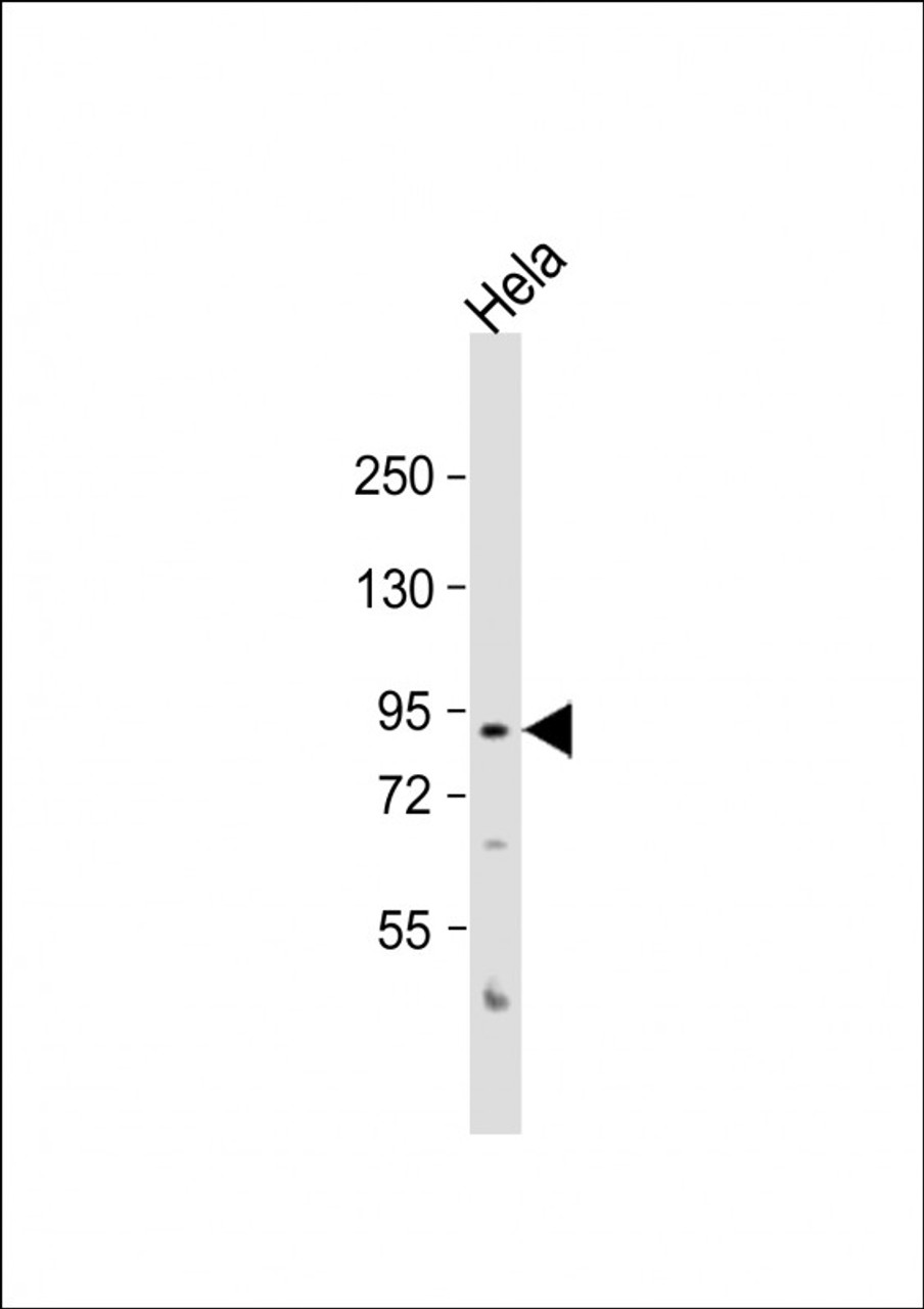 Western Blot at 1:1000 dilution + Hela whole cell lysate Lysates/proteins at 20 ug per lane.