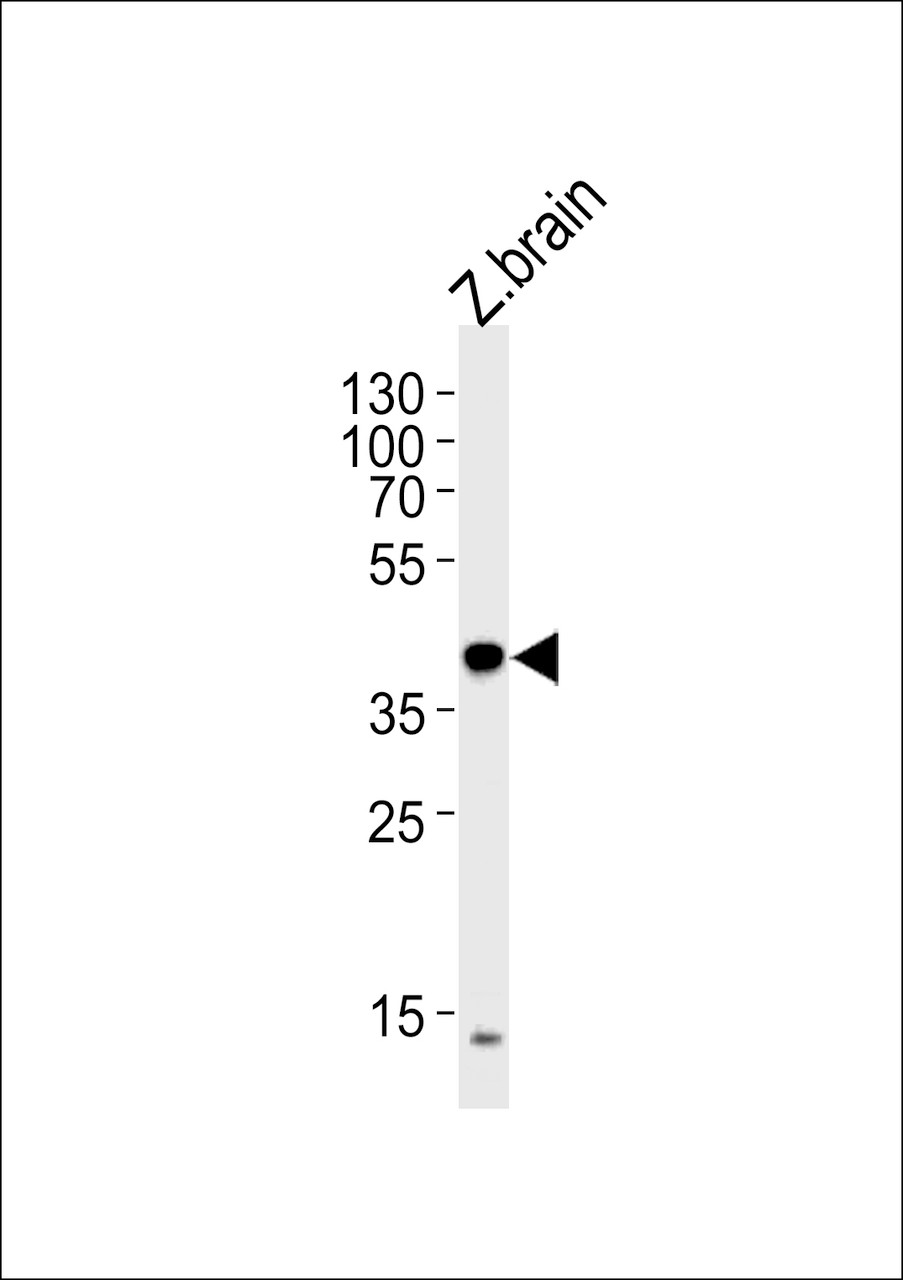 Western blot analysis in zebra fish brain tissue lysates (35ug/lane) .This demonstrates the (DANRE) eif3eb antibody detected the (DANRE) eif3eb protein (arrow) .