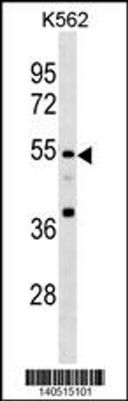 Western blot analysis in K562 cell line lysates (35ug/lane) .