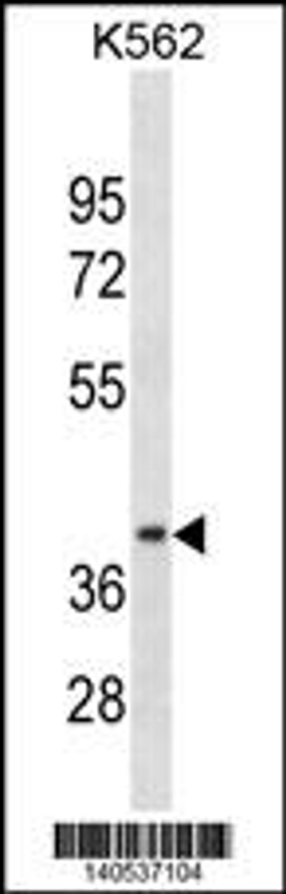 Western blot analysis in K562 cell line lysates (35ug/lane) .