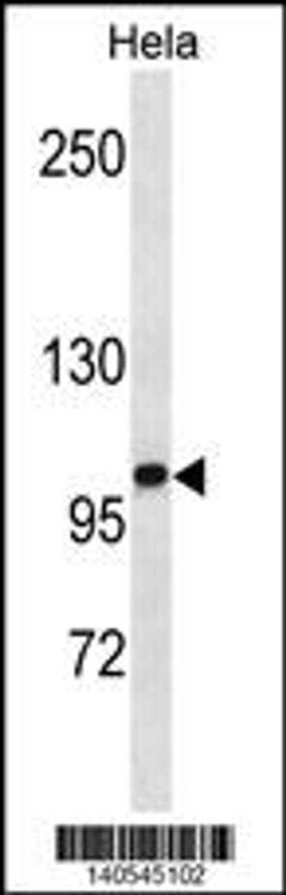 Western blot analysis in Hela cell line lysates (35ug/lane) .