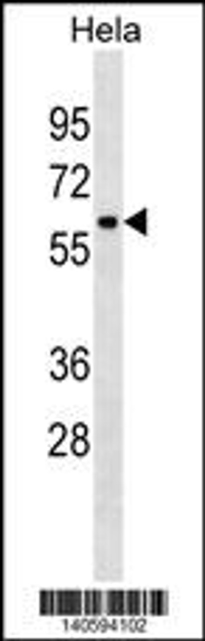 Western blot analysis in Hela cell line lysates (35ug/lane) .