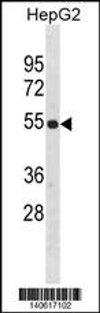 Western blot analysis in HepG2 cell line lysates (35ug/lane) .