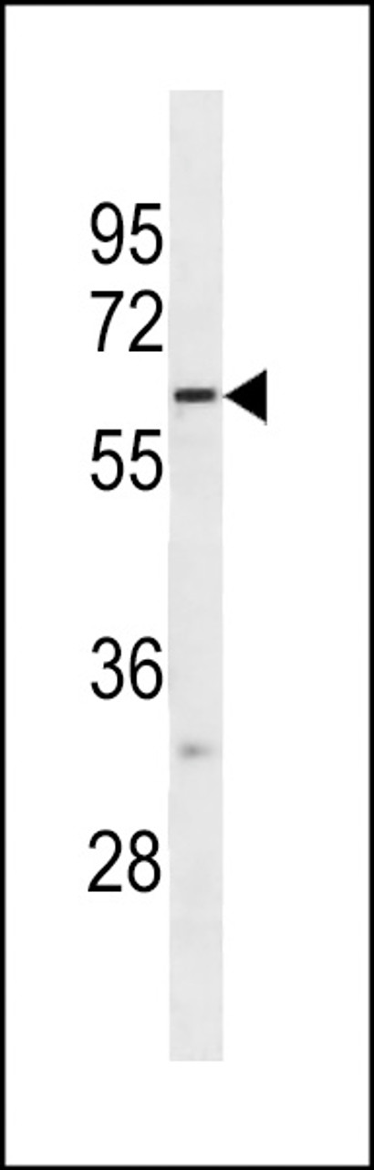 Western blot analysis in NCI-H292 cell line lysates (35ug/lane) .