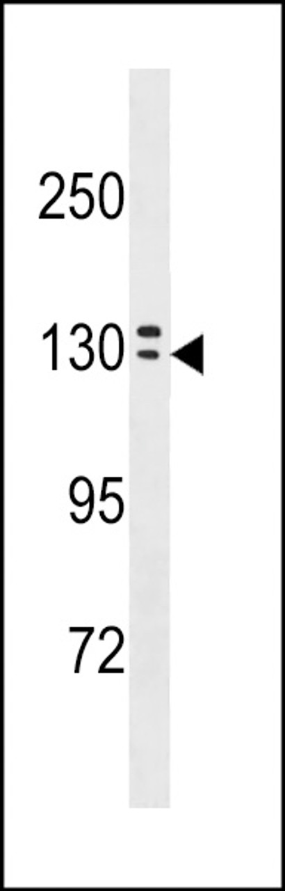 Western blot analysis in A549 cell line lysates (35ug/lane) .