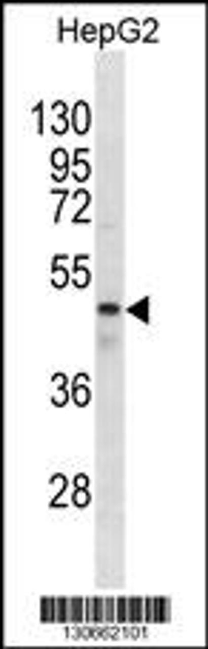 Western blot analysis in HepG2 cell line lysates (35ug/lane) .