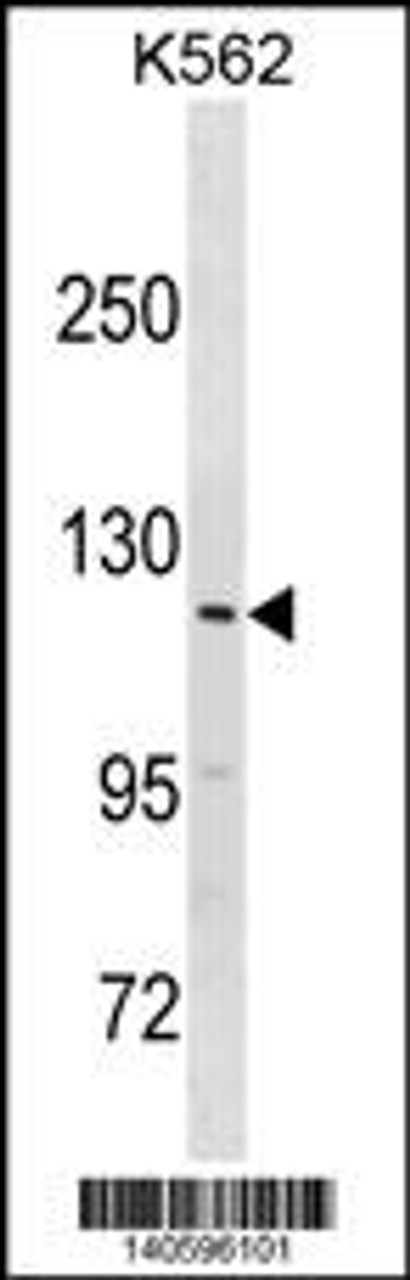 Western blot analysis in K562 cell line lysates (35ug/lane) .