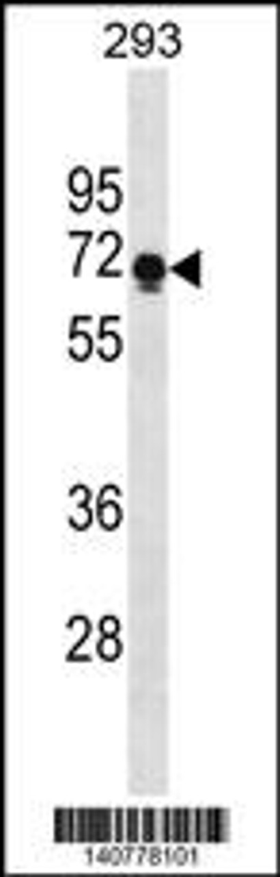 Western blot analysis in 293 cell line lysates (35ug/lane) .