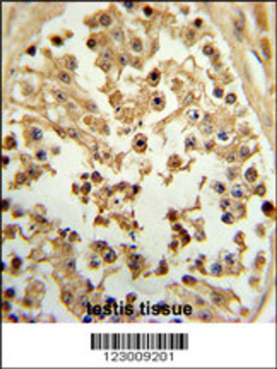 Formalin-fixed and paraffin-embedded human testis tissue reacted with EIF4E Antibody, which was peroxidase-conjugated to the secondary antibody, followed by DAB staining.