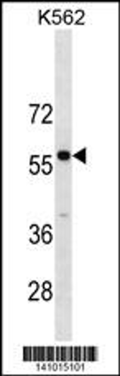 Western blot analysis in K562 cell line lysates (35ug/lane) .