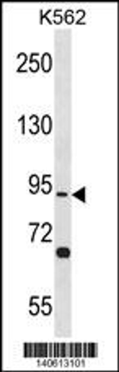 Western blot analysis in K562 cell line lysates (35ug/lane) .