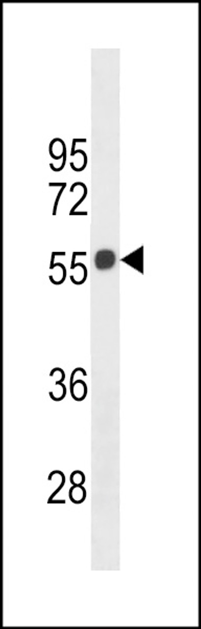 Western blot analysis in 293 cell line lysates (35ug/lane) .