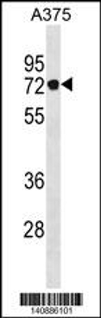 Western blot analysis in A375 cell line lysates (35ug/lane) .