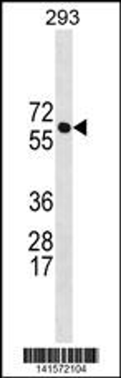 Western blot analysis in 293 cell line lysates (35ug/lane) .