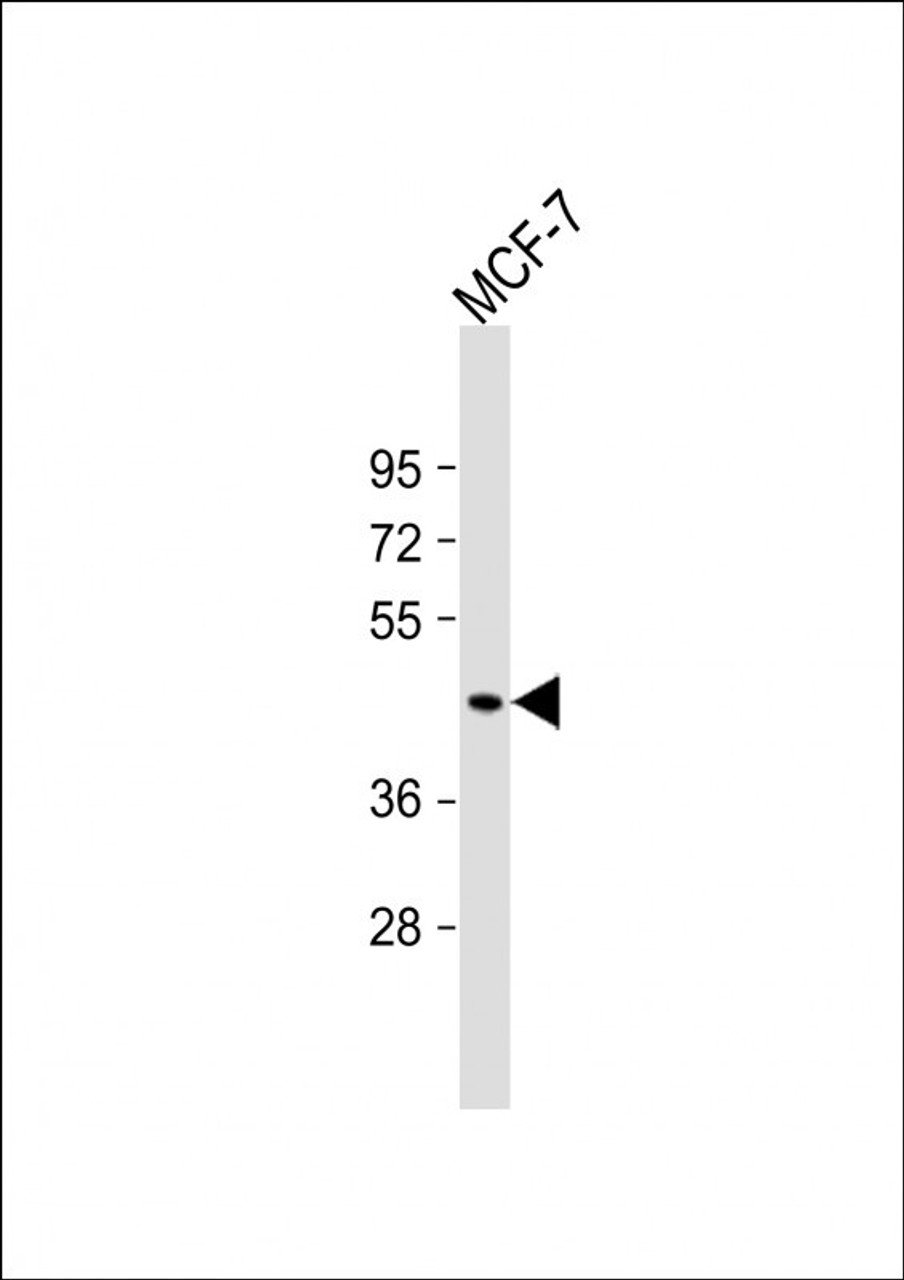 Western Blot at 1:2000 dilution + MCF-7 whole cell lysate Lysates/proteins at 20 ug per lane.