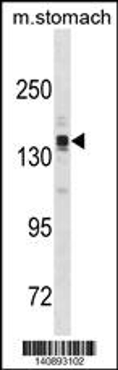 Western blot analysis in mouse stomach tissue lysates (35ug/lane) .