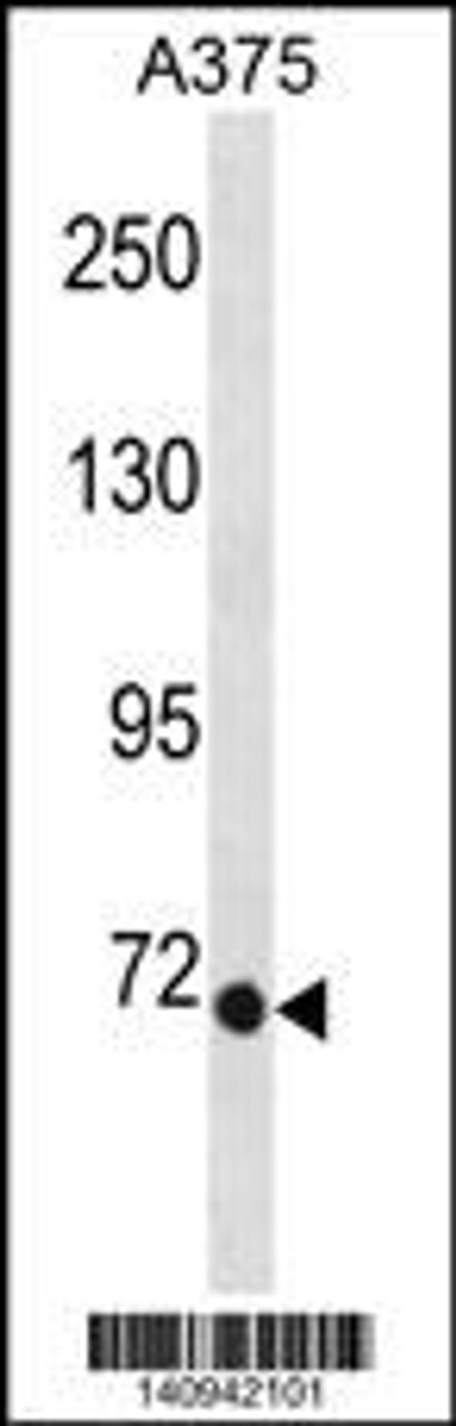 Western blot analysis in A375 cell line lysates (35ug/lane) .