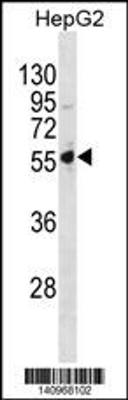 Western blot analysis in HepG2 cell line lysates (35ug/lane) .