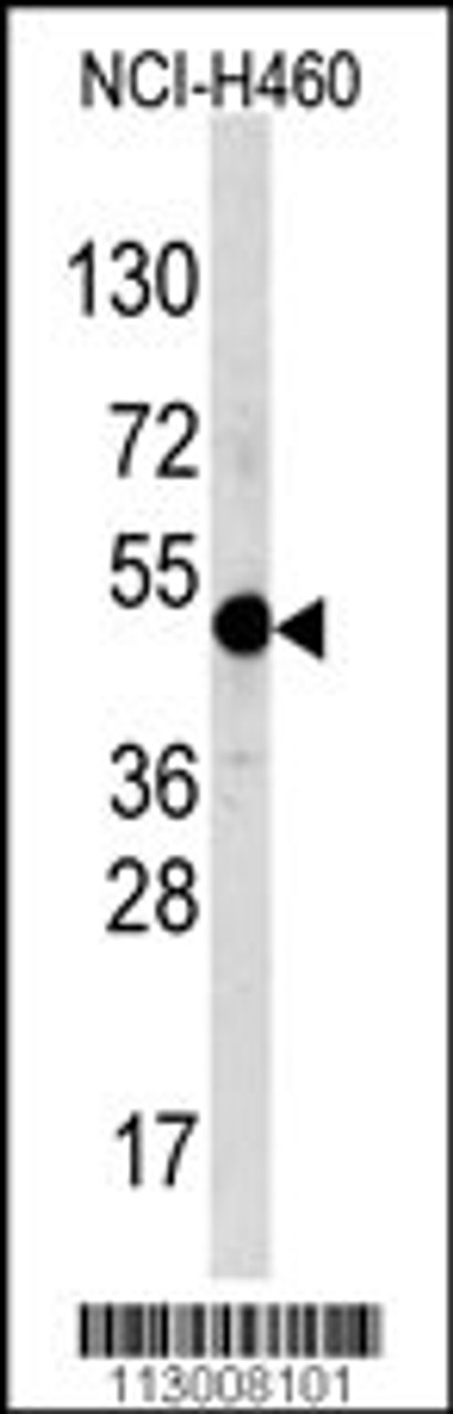Western blot analysis of TFAP2A Antibody in NCI-H460 cell line lysates (35ug/lane)