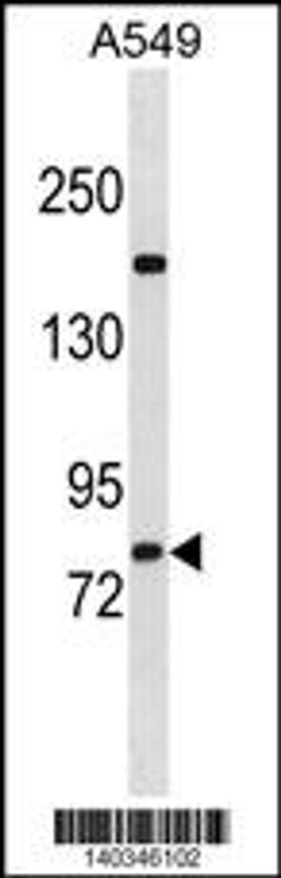 Western blot analysis in A549 cell line lysates (35ug/lane) .