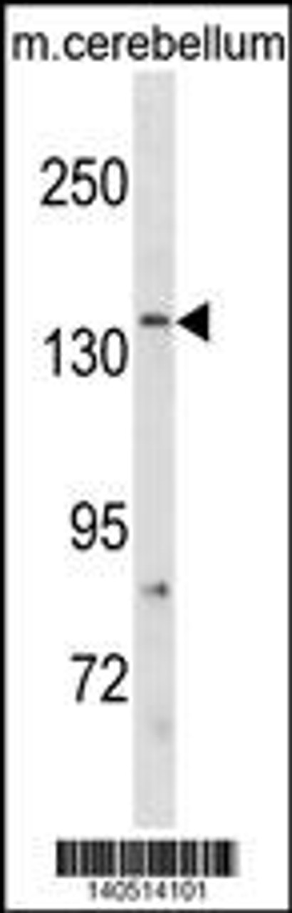 Western blot analysis in mouse cerebellum tissue lysates (35ug/lane) .