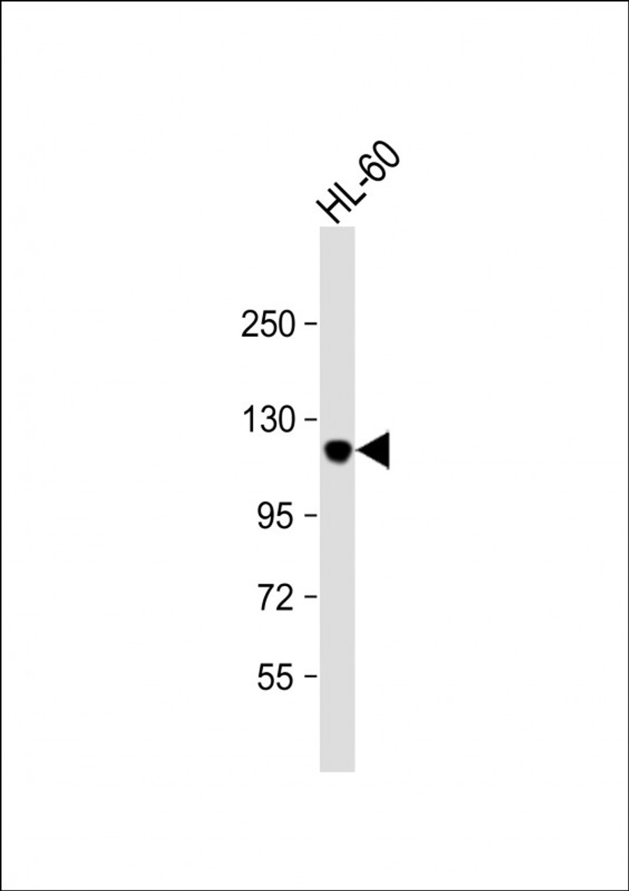 Western Blot at 1:1000 dilution + HL-60 whole cell lysate Lysates/proteins at 20 ug per lane.