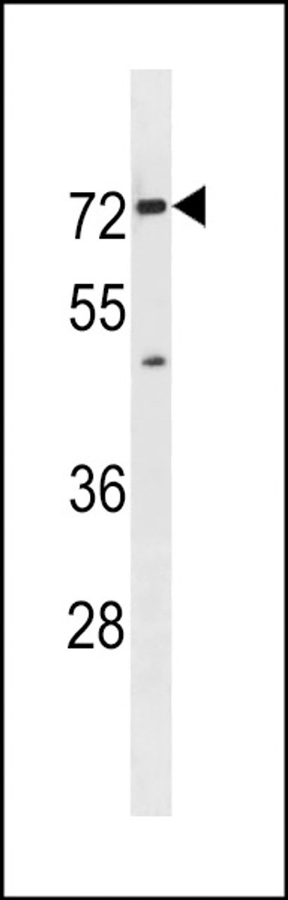 Western blot analysis in mouse bladder tissue lysates (35ug/lane) .This demonstrates the detected the Mouse Slc5a8 protein (arrow) .