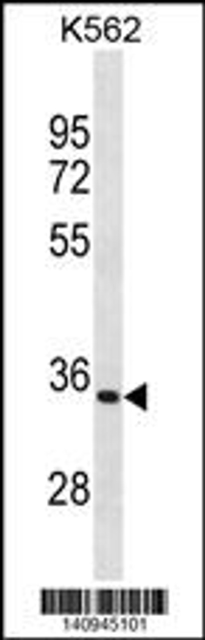 Western blot analysis in K562 cell line lysates (35ug/lane) .