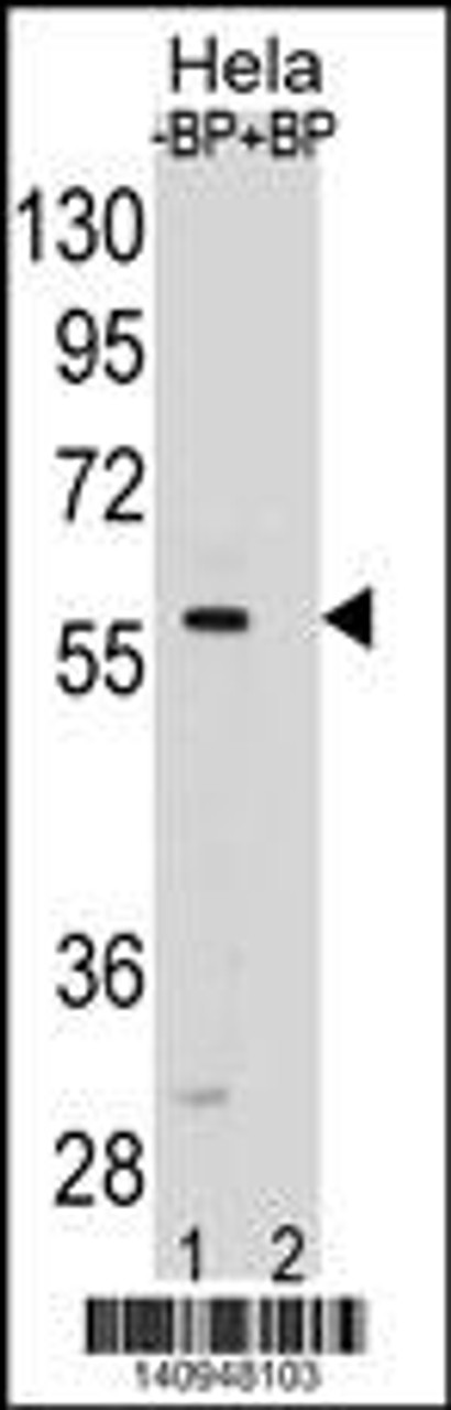SMAD5 Antibody pre-incubated without (lane 1) and with (lane 2) blocking peptide in Hela cell line lysate. SMAD5 Antibody (arrow) was detected using the purified Pab.