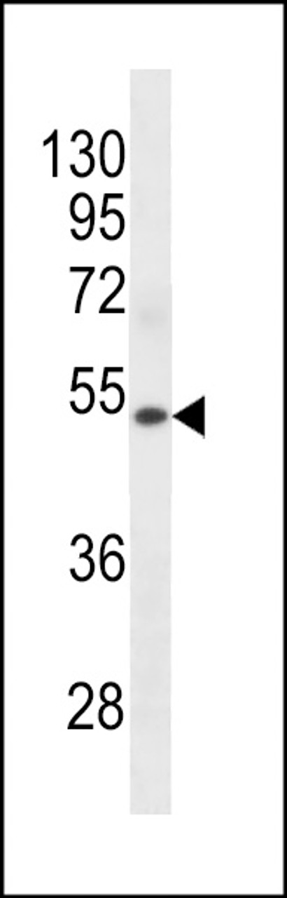 Western blot analysis in human Uterus tissue lysates (35ug/lane) .