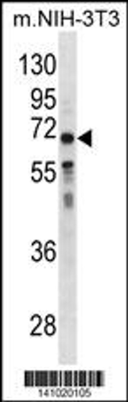 Western blot analysis in mouse NIH-3T3 cell line lysates (35ug/lane) .