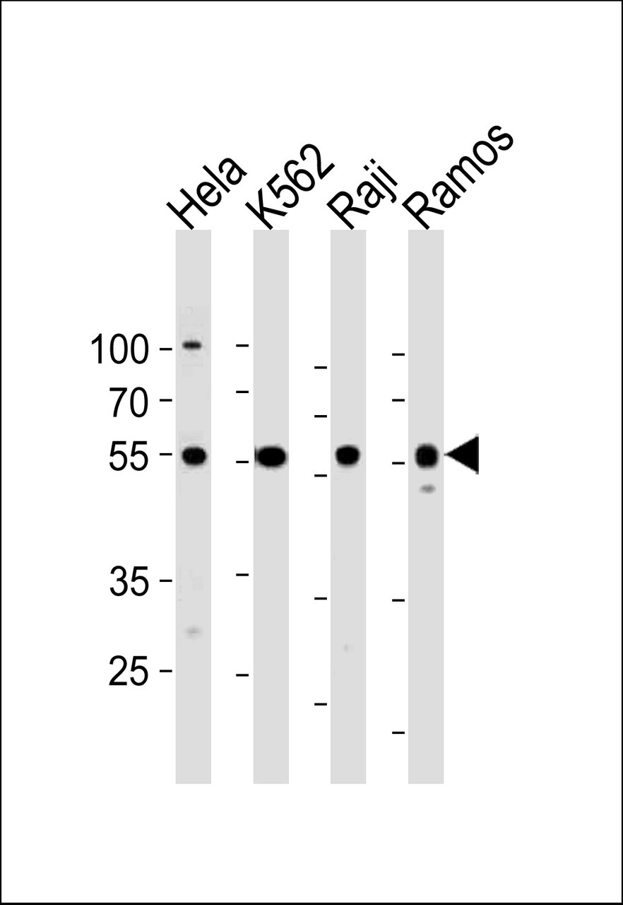 Western blot analysis in Hela, K562, Raji, Ramos cell line lysates (35ug/lane) .