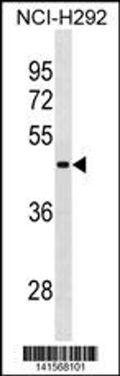 Western blot analysis in NCI-H292 cell line lysates (35ug/lane) .