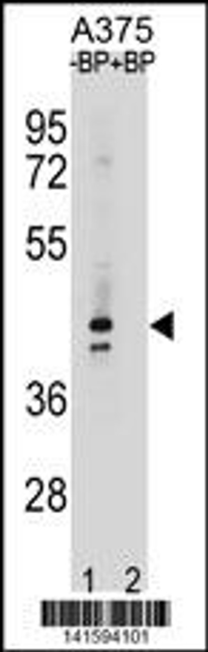 OR5AC2 Antibody pre-incubated without (lane 1) and with (lane 2) blocking peptide in A375 cell line lysate. OR5AC2 Antibody (arrow) was detected using the purified Pab.
