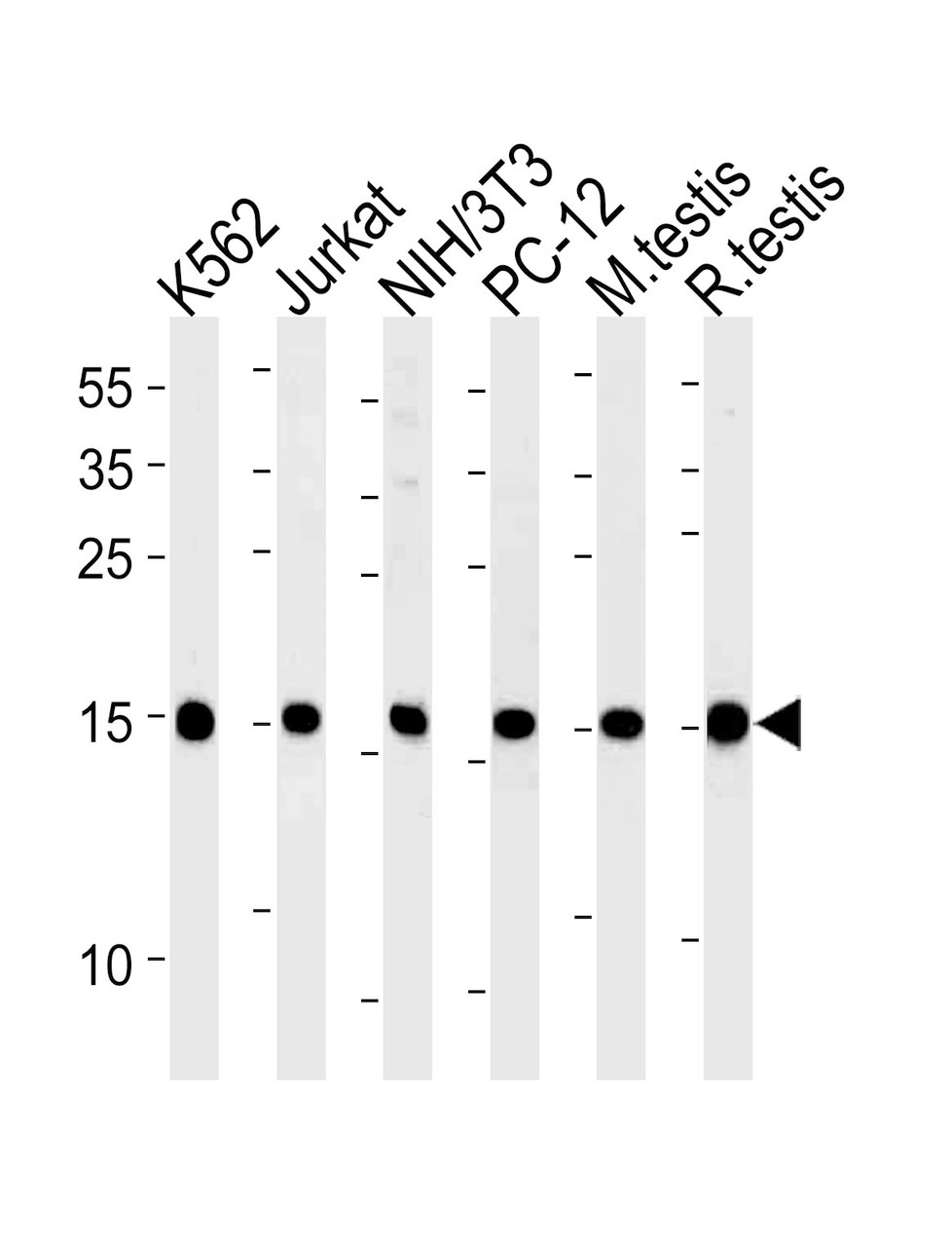 Western blot analysis in K562, U87-MG, mouse NIH/3T3, rat PC-12 cell line and mouse testis, rat testis tissue lysates (35ug/lane) .