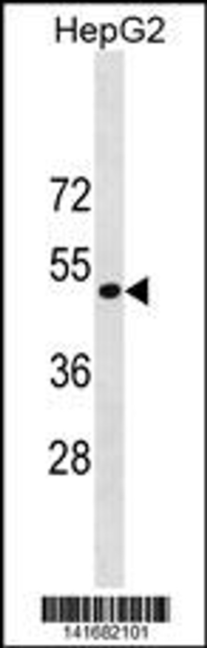 Western blot analysis in HepG2 cell line lysates (35ug/lane) .