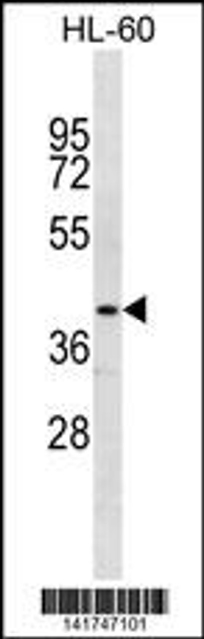 Western blot analysis in HL-60 cell line lysates (35ug/lane) .