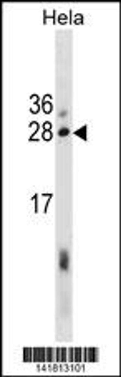 Western blot analysis in Hela cell line lysates (35ug/lane) .