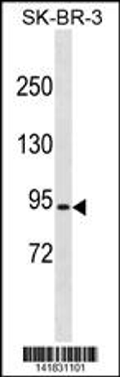 Western blot analysis in SK-BR-3 cell line lysates (35ug/lane) .