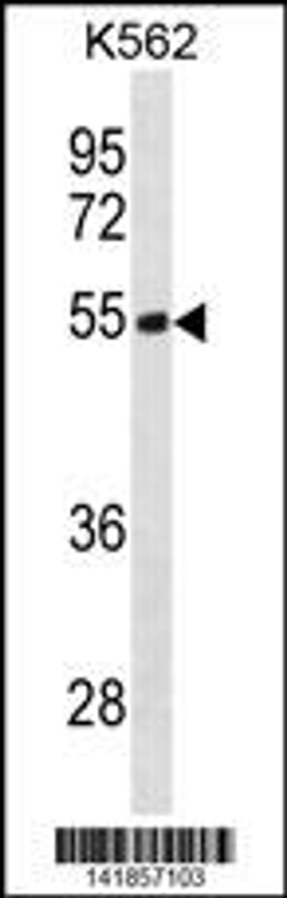 Western blot analysis in K562 cell line lysates (35ug/lane) .