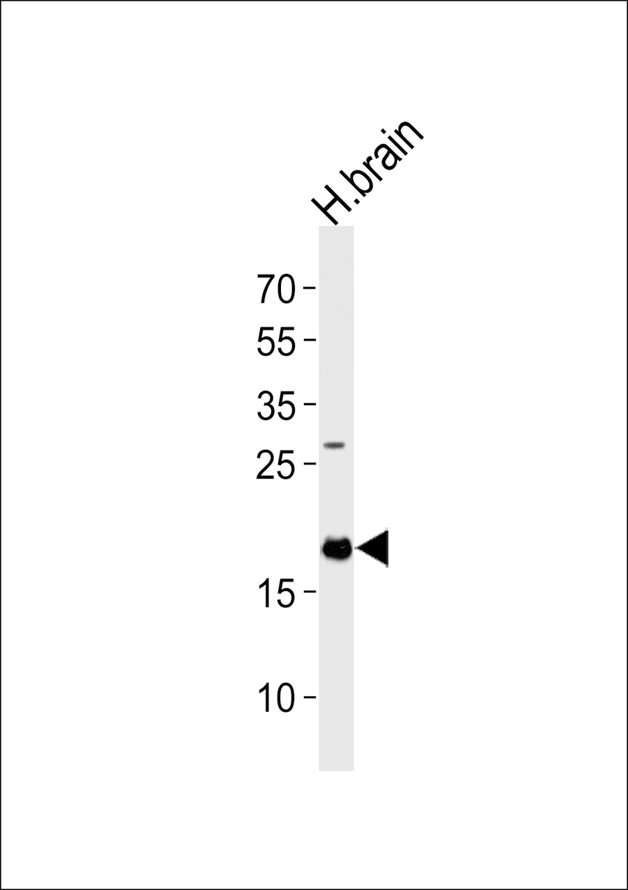 Western blot analysis of lysate from human brain tissue lysate, using EIF4EBP2 Antibody at 1:1000 at each lane.